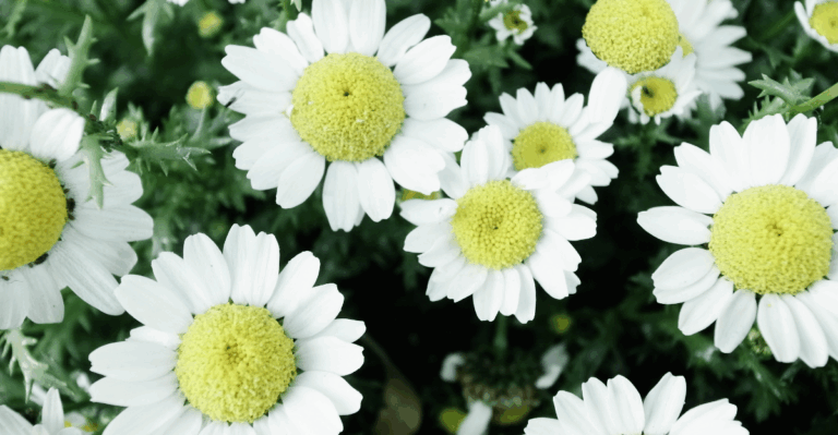 18 Elegant Chinese Flowers and Their Cultural Symbolism