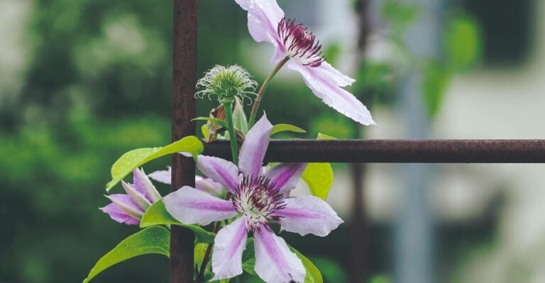 14 Gorgeous Climbing Plants for Your Trellis, Arbor, and Archways