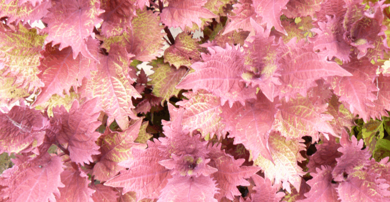 15 Stunning Plants for a Colorful Garden That Aren’t Flowers