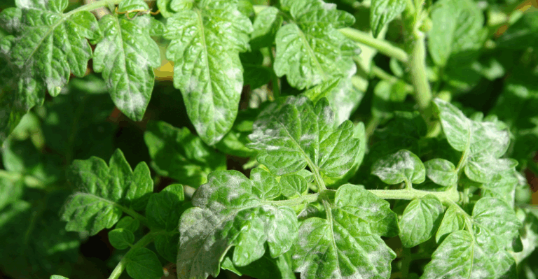 15 Common Fungal Diseases in Gardens and How to Handle Them