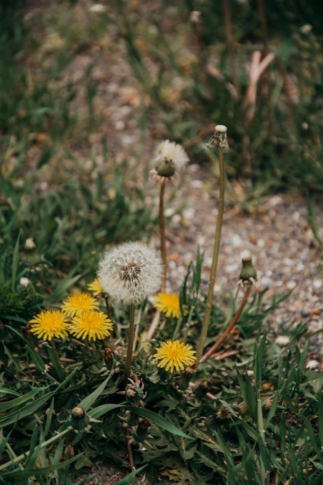 10 Common Garden Weeds and Easy Ways to Eliminate Them