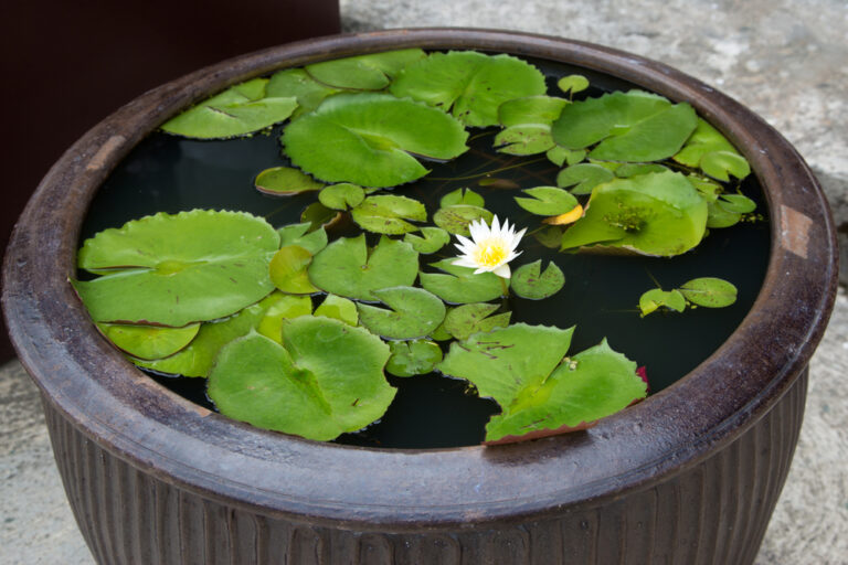 9 Gorgeous Aquatic Plants That Are Surprisingly Easy to Grow