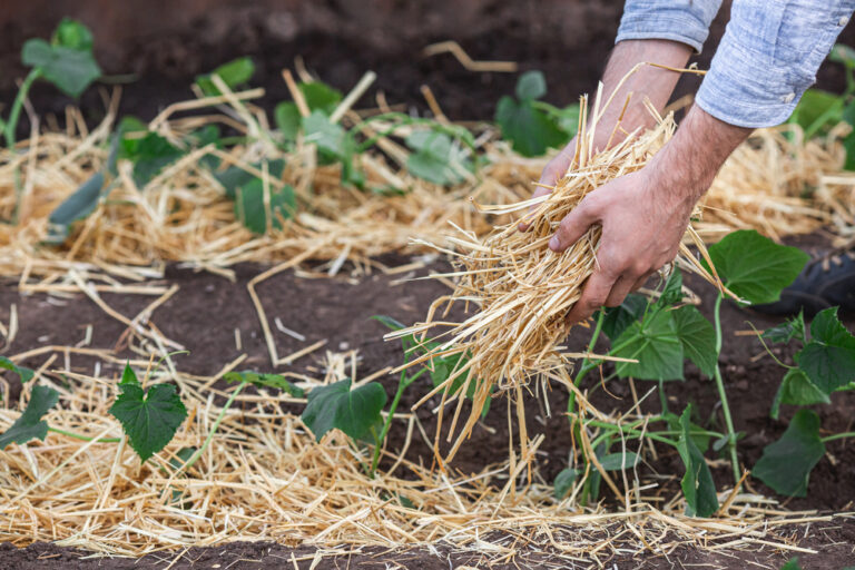 Top Tips for Perfectly Mulching Your Garden Beds