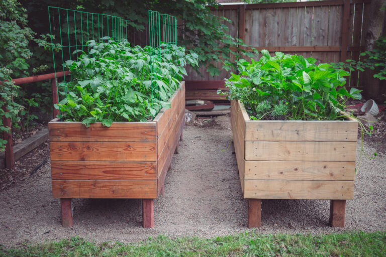 15 Vegetables That Don’t Do Well in Raised Beds (and a Few That Thrive)