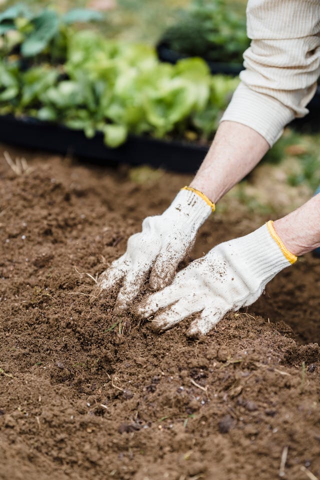 11 Easy Ways to Improve Your Soil for Better Plant Growth