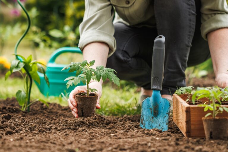 Organic Gardening Tips for a Chemical-Free Yard