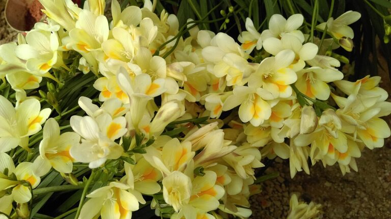 10 Bulbs You Should Plant in Fall for Stunning Spring Blooms