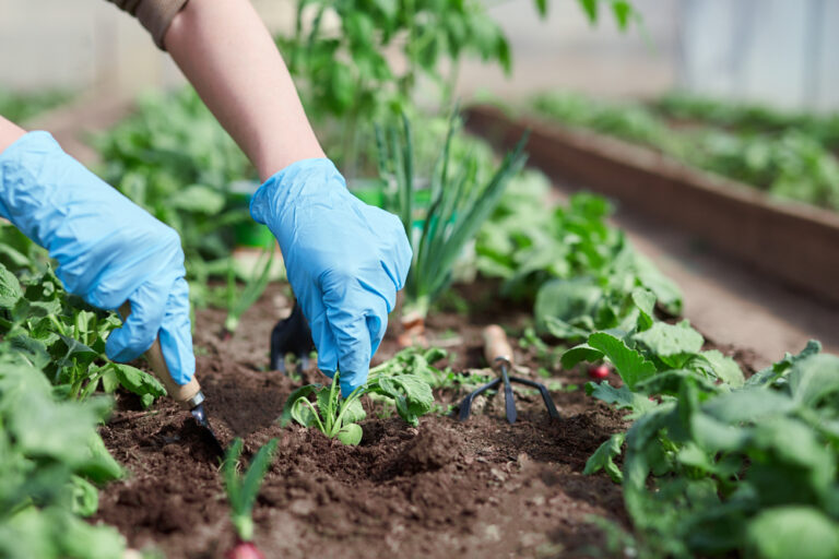 A Beginner’s Guide to Growing Your Own Vegetables at Home