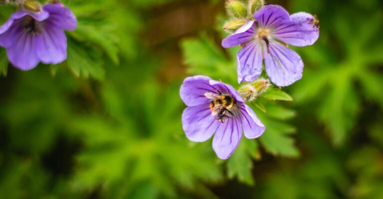 12 Beautiful Purple Perennials to Transform Your Garden