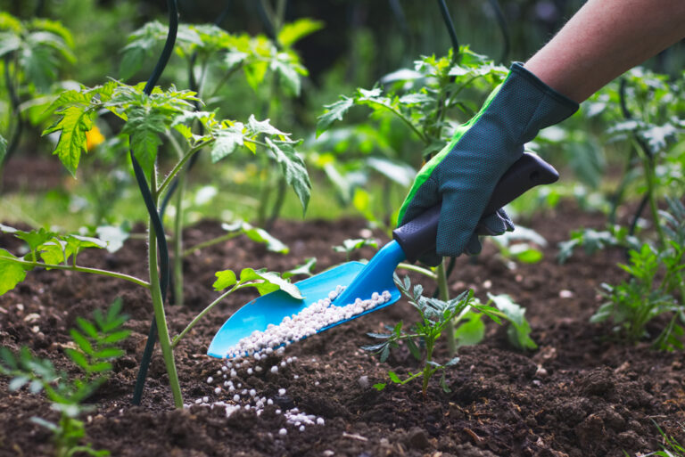 Understanding the Basics of Plant Nutrition and Fertilizers