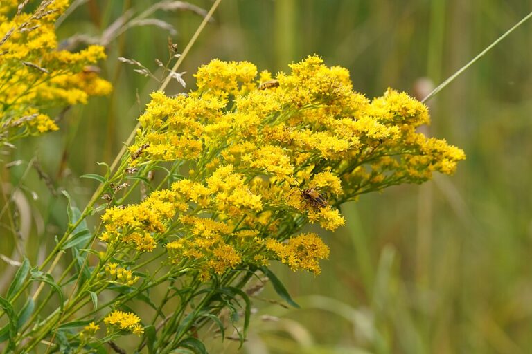 14 Late-Blooming Plants That Keep Bees Visiting in Fall