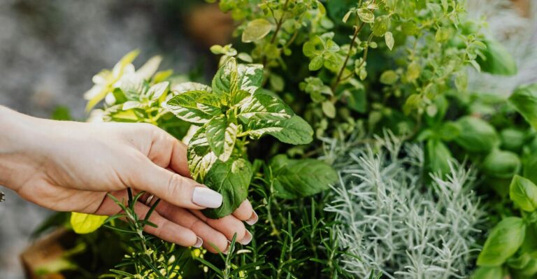 12 Beginner-Friendly Tips for Starting a Home Herb Garden
