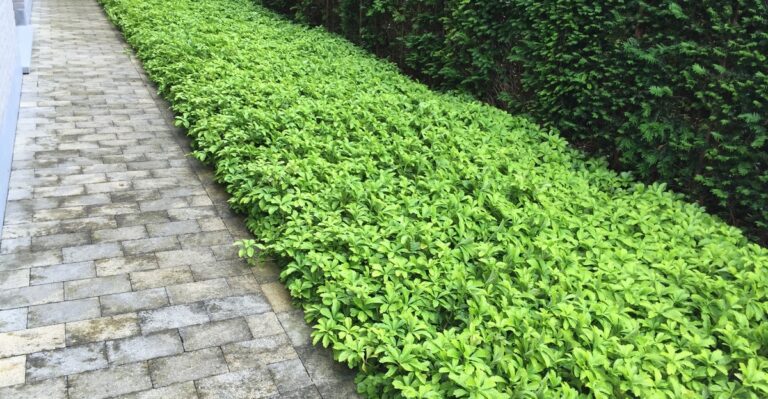 11 Best Ground Cover Plants to Stop Weeds from Growing