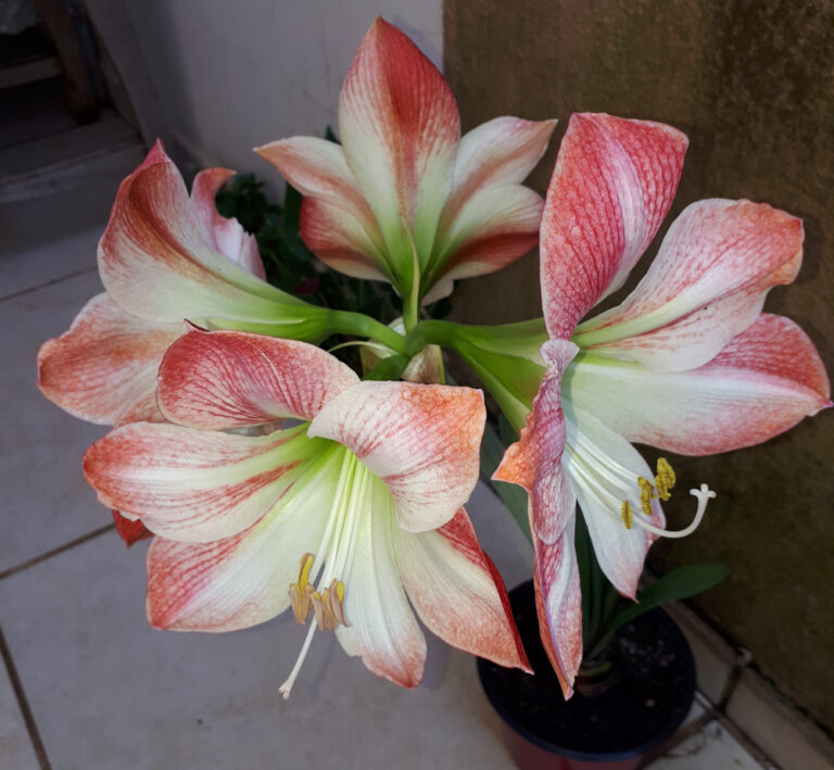 12 Beautiful Night-Blooming Flowers for Your Indoor Garden