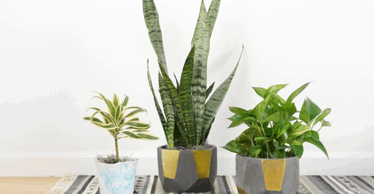 20 Low-Maintenance Indoor Plants Every Beginner Will Love
