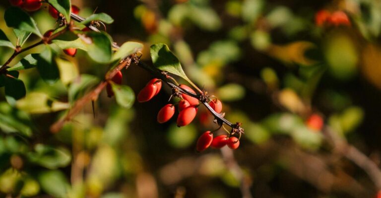 12 Invasive Shrubs You Should Never Plant in Your Garden
