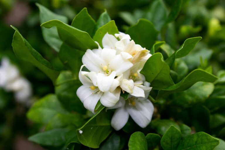 12 Houseplants That Smell Worse Than You Think