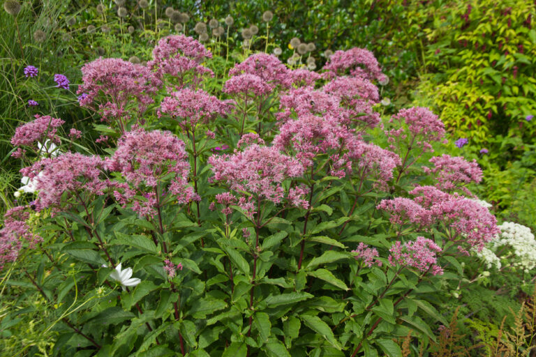 15 Plants That Provide Fall Food for Bees and Butterflies