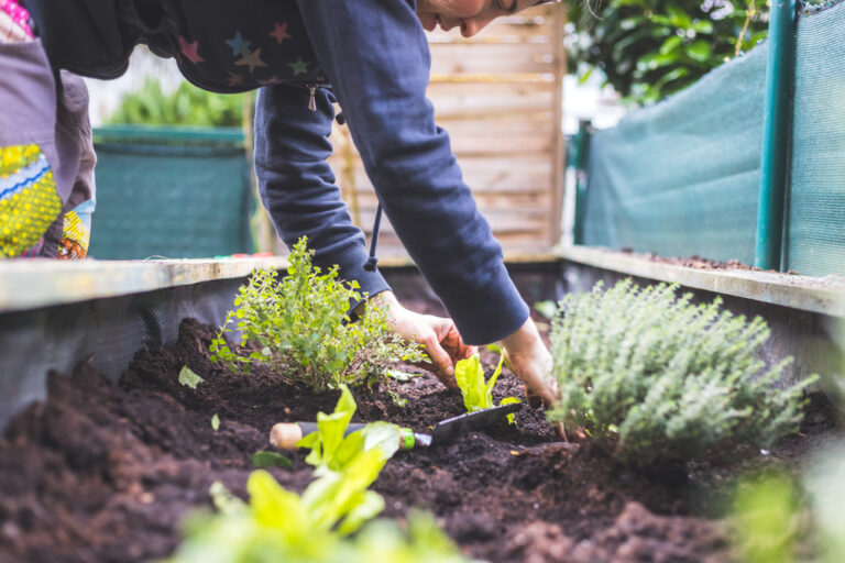 11 Effective Ways to Revive and Rejuvenate Your Raised Bed Soil