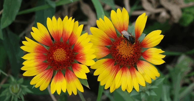 19 Stunning Summer Perennials That Will Bloom Year After Year