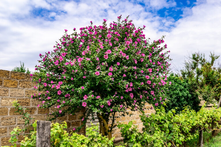 11 Companion Plants That Will Help Your Hibiscus Flourish