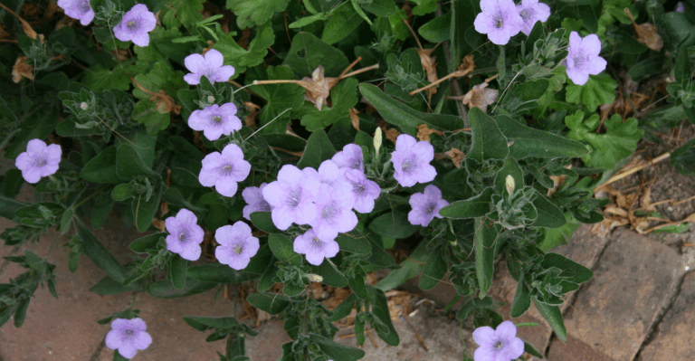 18 Best Native Annual Flowers to Grow in Your Backyard