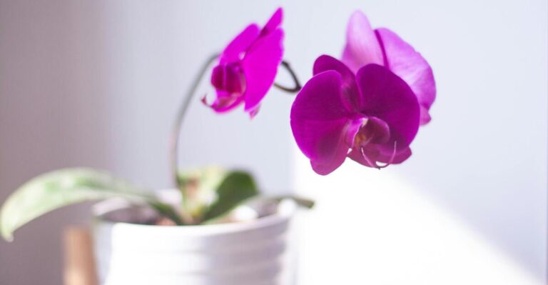 13 Stunning Indoor Flowering Plants That Will Add Color to Your Space