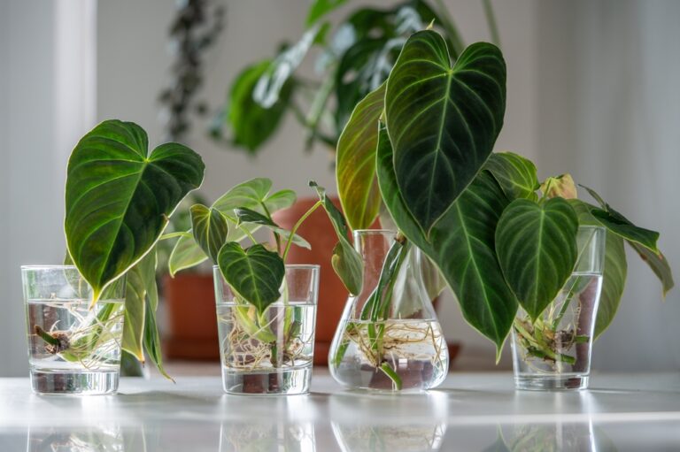 How to Propagate Plants: Seeds, Cuttings, and Division Explained