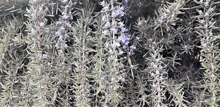 12 Beginner-Friendly Plants and Herbs to Propagate from Cuttings
