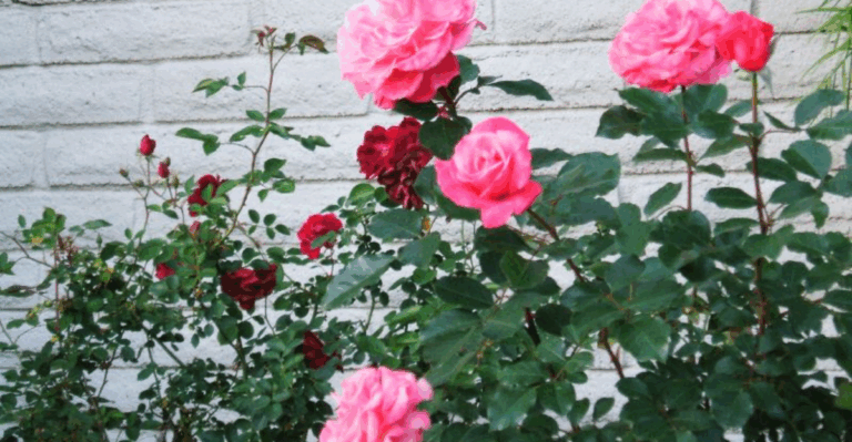 20 Gorgeous Fragrant Hedge Plants to Beautify Your Garden Borders