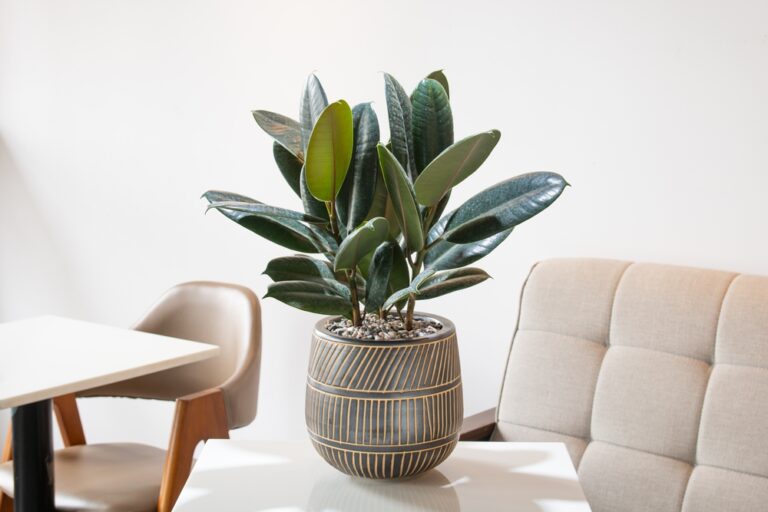 15 Hard to Kill Houseplants for a Fresh Start in January