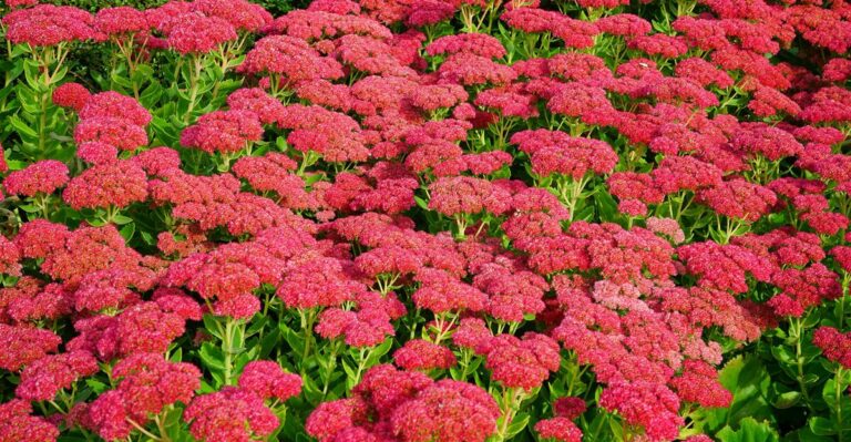 13 Low-Maintenance Rock Garden Plants You’ll Love