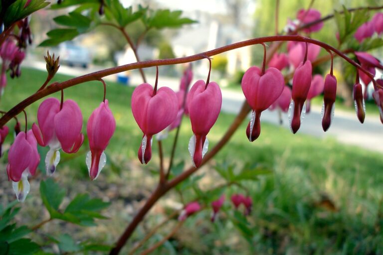 20 Shade Plants That Will Thrive in Your Summer Garden