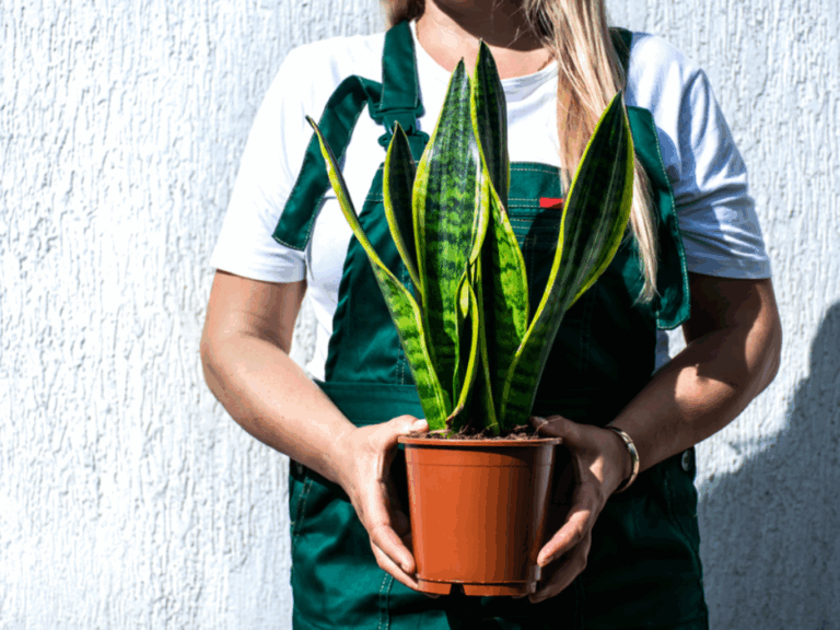 13 Incredible Reasons to Have a Snake Plant in Your House