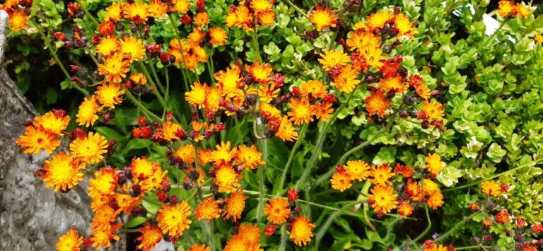 11 Beautiful Orange Perennials for Low-Light Garden Spaces