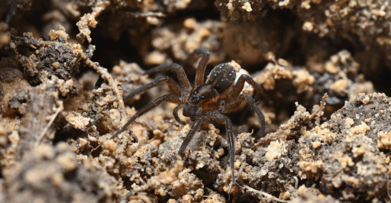 15 Effective Ways to Handle Spider Eggs in Your Plant Soil