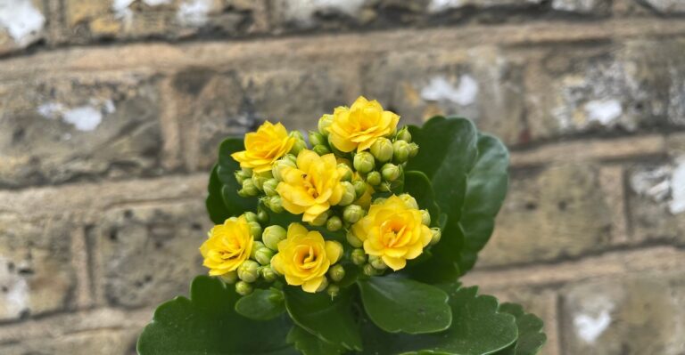 12 Amazing Succulents With Yellow Flowers