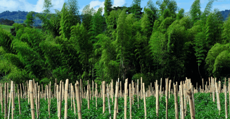 15 Necessary Tools to Make Your Summer Gardening Easier