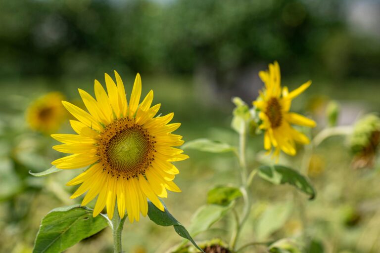 14 Gorgeous Flowers That Thrive in Sunny Gardens