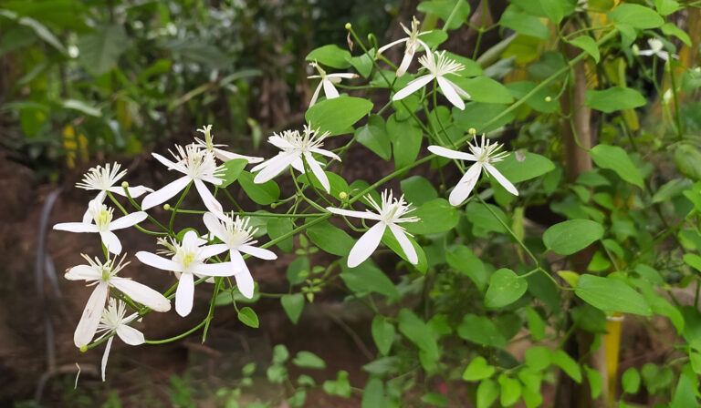 14 Flowering Vines That Keep Growing Into Fall