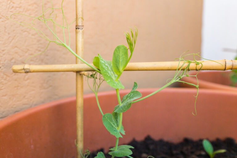 9 Heirloom Varieties That Add Charm to Any Garden