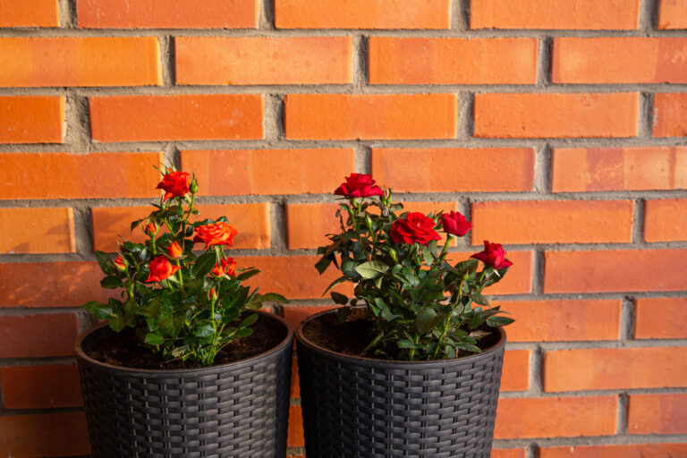 12 Easy Tips for Growing Gorgeous Container Roses