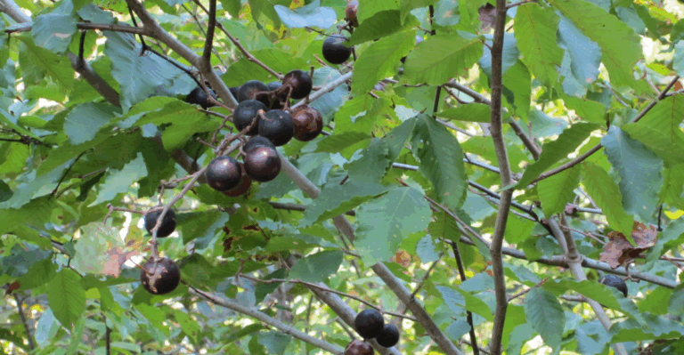 16 Must-Know Tips for Growing Muscadine Grapes in Your Garden