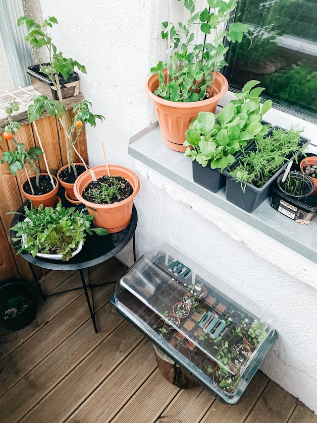 13 Beginner Tips for Starting Your Own Indoor Vegetable Garden