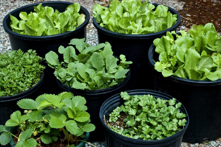 13 Low-Maintenance Plants Perfect for Your Summer Container Garden