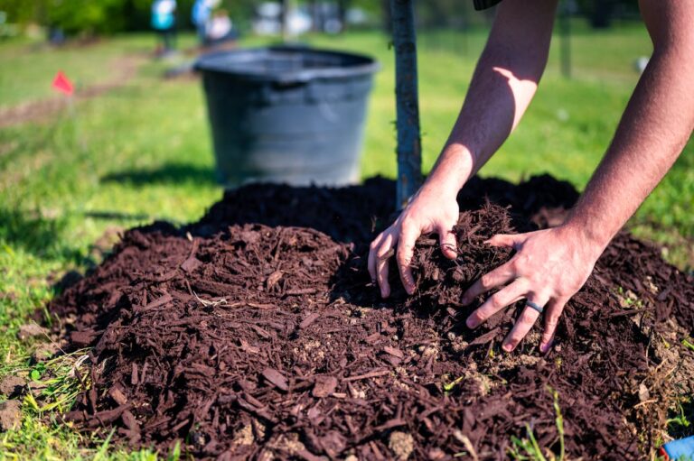 10 Best Organic Fertilizers for Thriving Summer Gardens