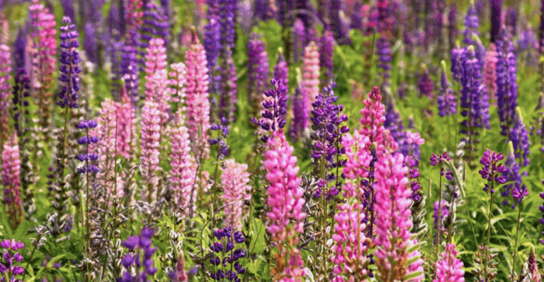 20 Gorgeous Wildflowers That Thrive in Low-Maintenance Gardens