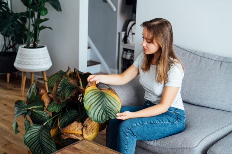 How to Prevent and Treat Common Plant Diseases