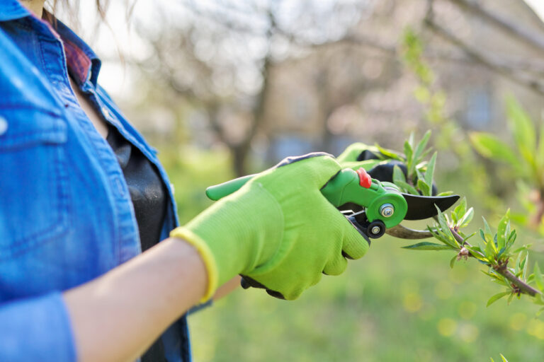 The Best Techniques for Pruning Shrubs and Trees