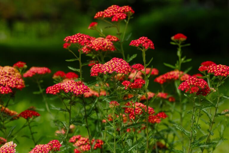 12 Gorgeous Plants That Keep Ticks Out of Your Garden